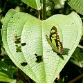 NYMPHALIDAE, Syproeta stelenes